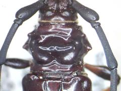 Trachyderes succinctus