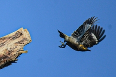 Melanerpes chrysogenys