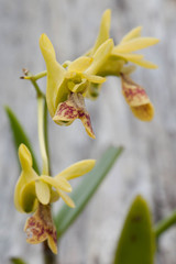 Dendrobium poissonianum
