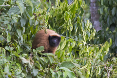 Callicebus personatus