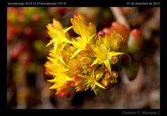 Sedum × rubrotinctum