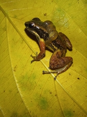 Mannophryne trinitatis