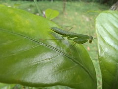 Tithrone roseipennis