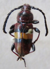 Lissonotus flavocinctus