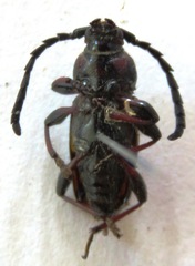 Lissonotus flavocinctus
