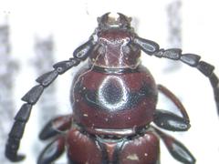 Lissonotus flavocinctus