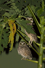 Athene cunicularia