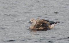 Cyanochen cyanoptera