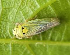 Gloridonus venditarius