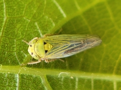 Gloridonus venditarius