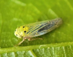 Gloridonus venditarius