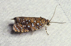 Olethreutes astrologana