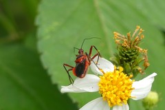 Rhynocoris mendicus