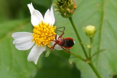Rhynocoris mendicus