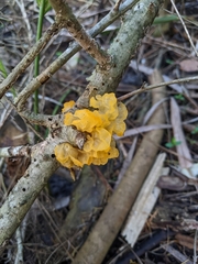 Tremella mesenterica image