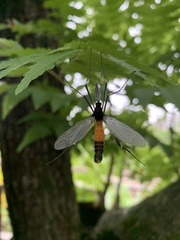 Tipula holoserica