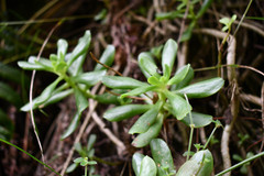 Echeveria quitensis