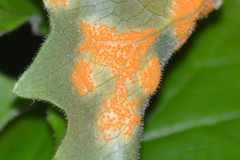 Puccinia podophylli image