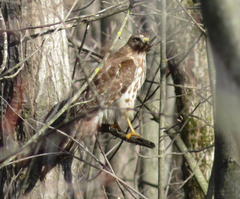 Buteo lineatus lineatus