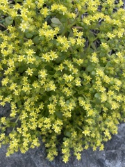 Sedum actinocarpum
