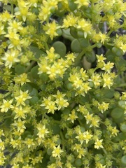 Sedum actinocarpum