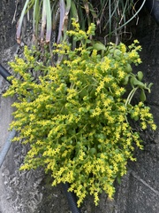 Sedum actinocarpum