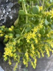 Sedum actinocarpum