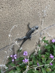 Sceloporus occidentalis