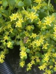 Sedum actinocarpum