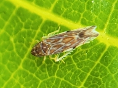 Erasmoneura variabilis