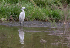 Egretta thula