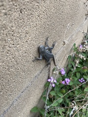 Sceloporus occidentalis