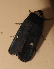 Proteuxoa testaceicollis