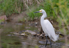 Egretta thula