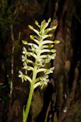 Cranichis ciliata