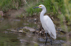 Egretta thula