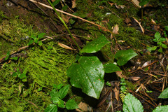 Cranichis ciliata