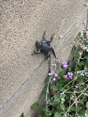 Sceloporus occidentalis