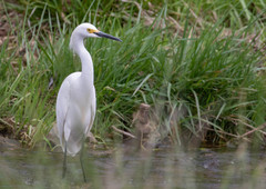 Egretta thula