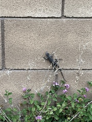 Sceloporus occidentalis