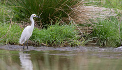 Egretta thula