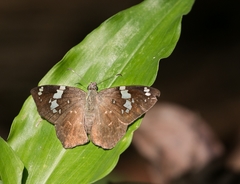 Celaenorrhinus similis