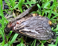 Abantiades atripalpis