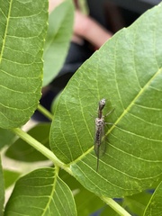 Raphidiinae