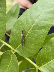 Raphidiinae