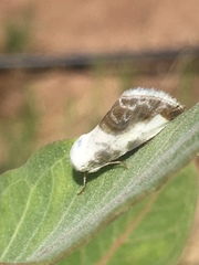 Acontiinae