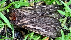 Abantiades atripalpis