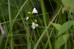 Cardamine pratensis