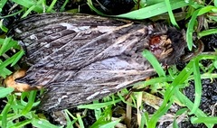 Abantiades atripalpis