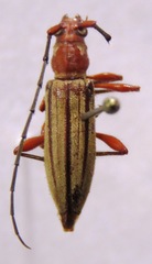 Ironeus pulcher